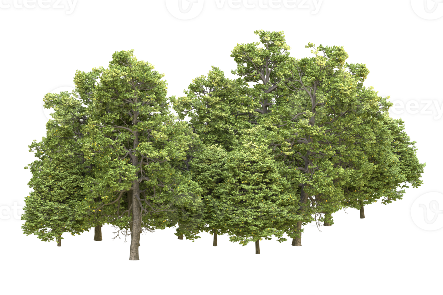 Realistic forest isolated on transparent background. 3d rendering - illustration png