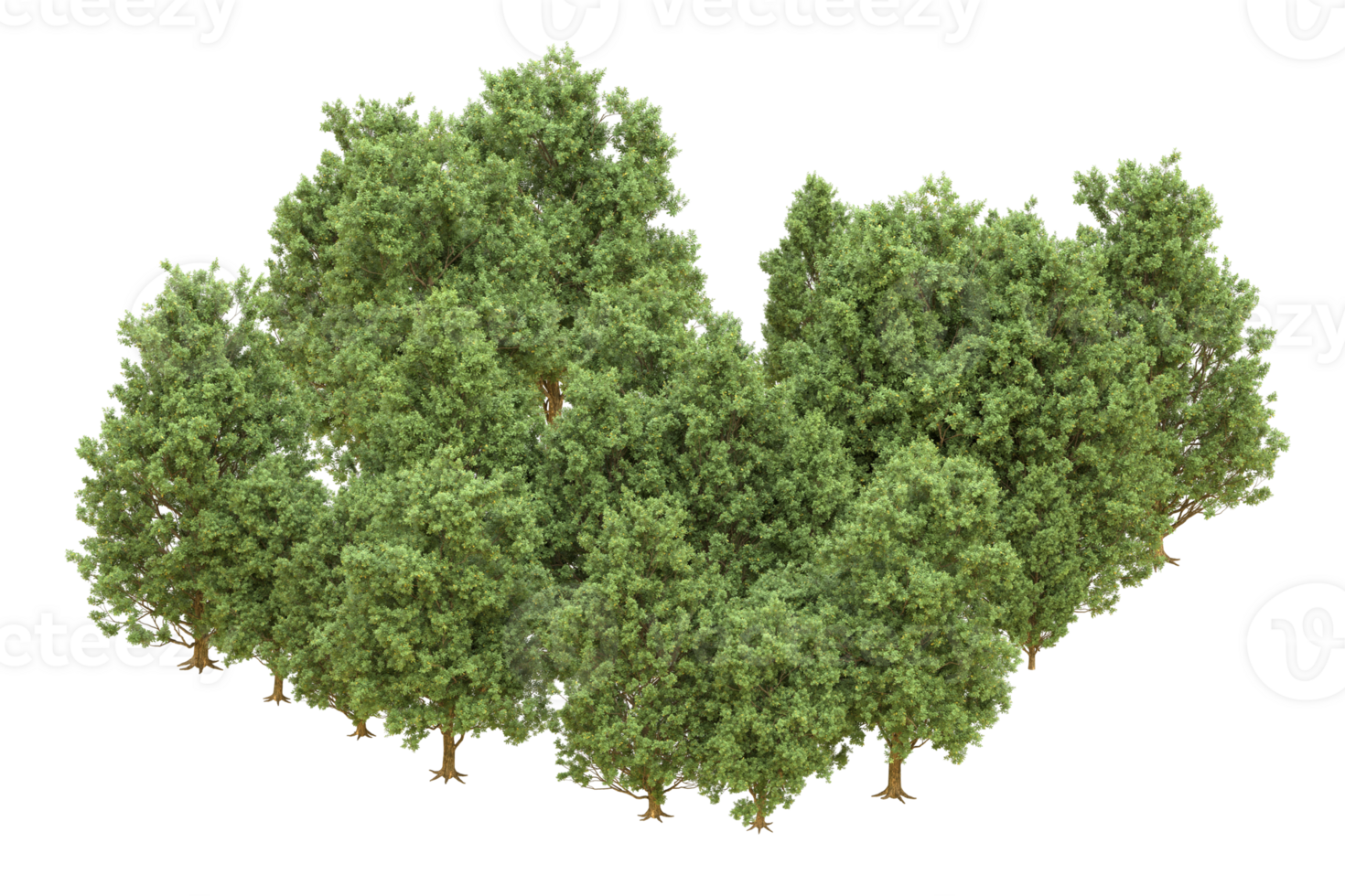 Realistic forest isolated on transparent background. 3d rendering - illustration png