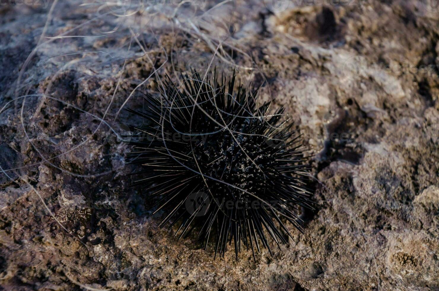 a black sea urchin on a rock photo