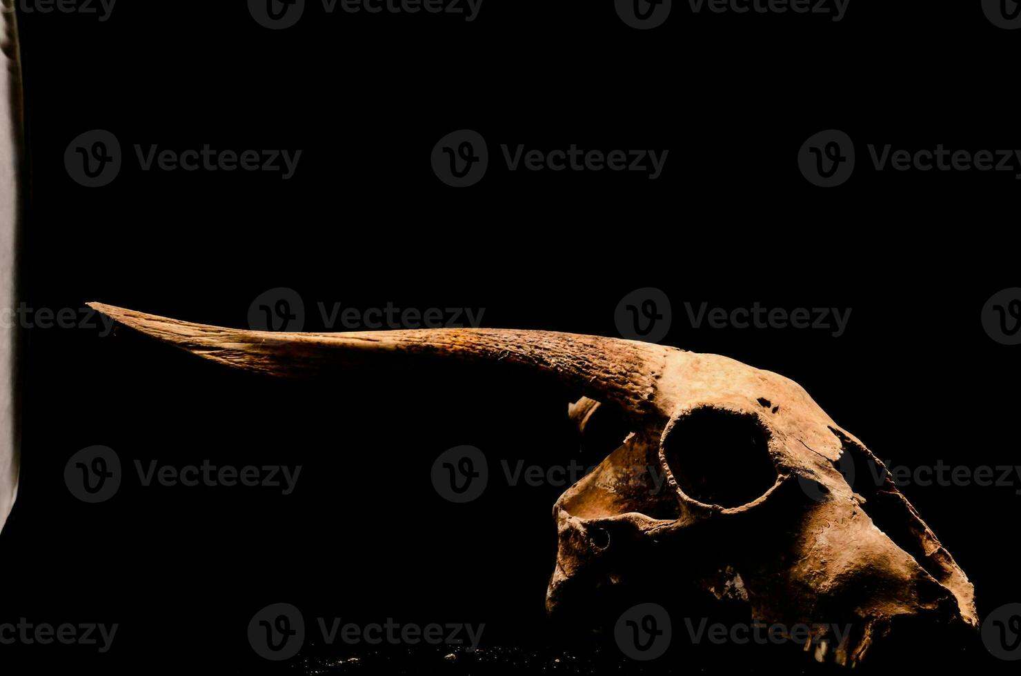 a skull with horns and a knife on a black background photo