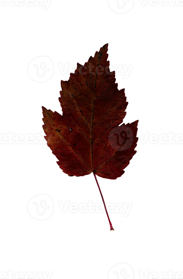 Autumn burgundy leaf, herbarium. Close-up shot. Autumn seasonal decor. Falling leaves banner template. Bright leaf of a forest tree. Flat lay of orange and green foliage. Isolated png