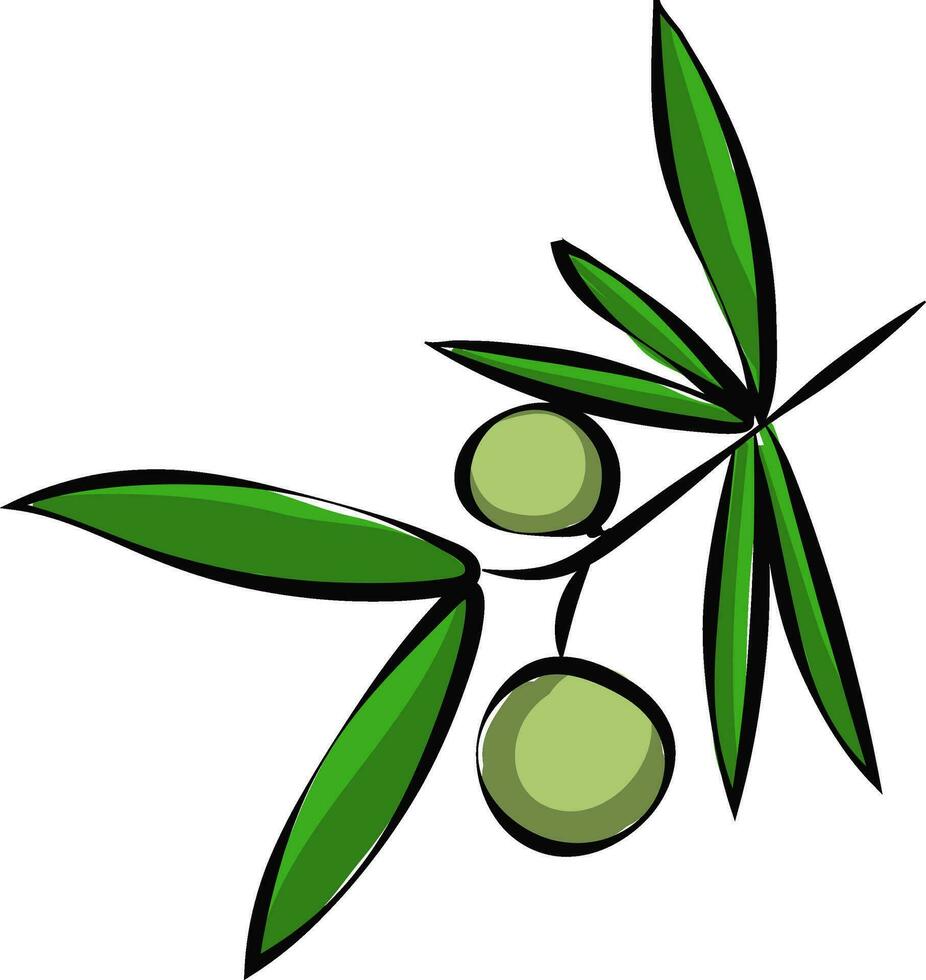 Branch of an olive tree with two olives on itOlive branch with olives vector or color illustration