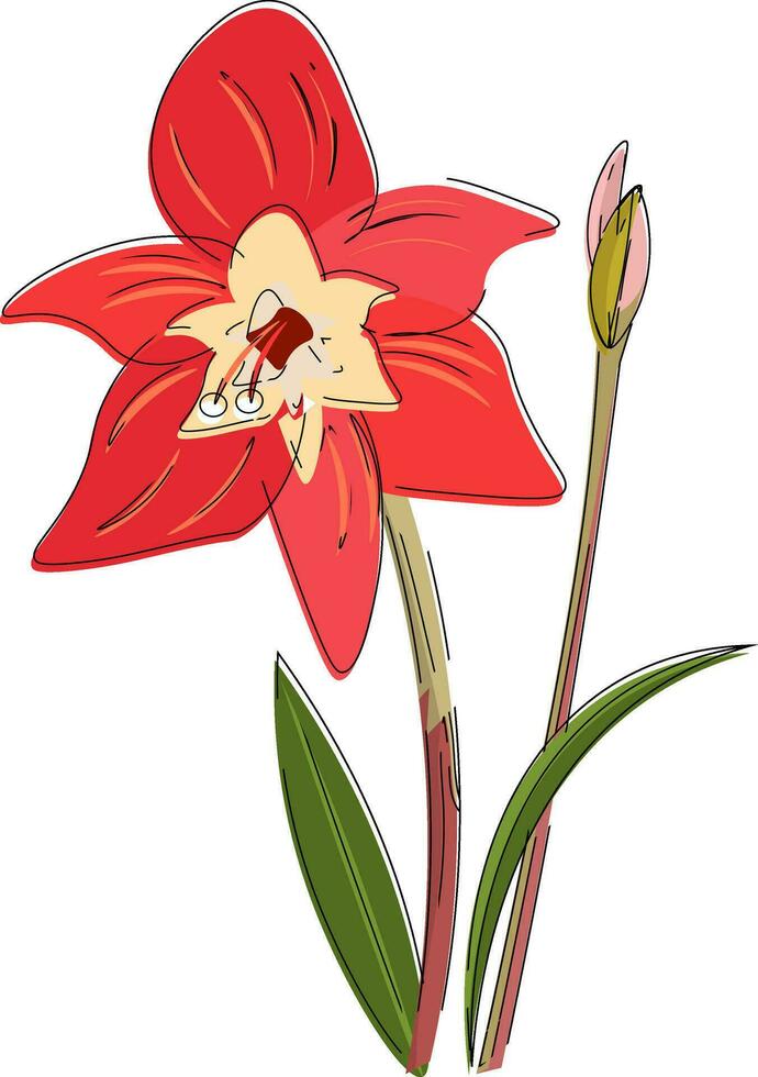 Image of amaryllis, vector or color illustration.
