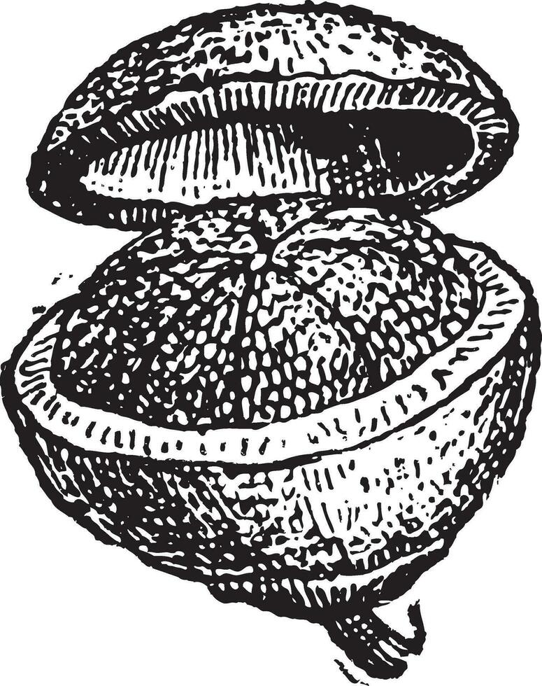 Pyxis fruit vintage engraving vector