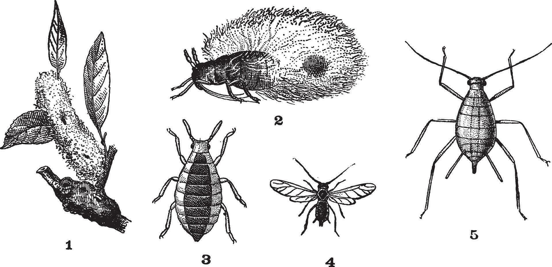 Aphids or plant lice, 1. Woolly adelgid. 2. Woolly adelgid. 3. Root aphid. 4. Rose aphid male. 5. Rose aphid female, vintage engraving. vector