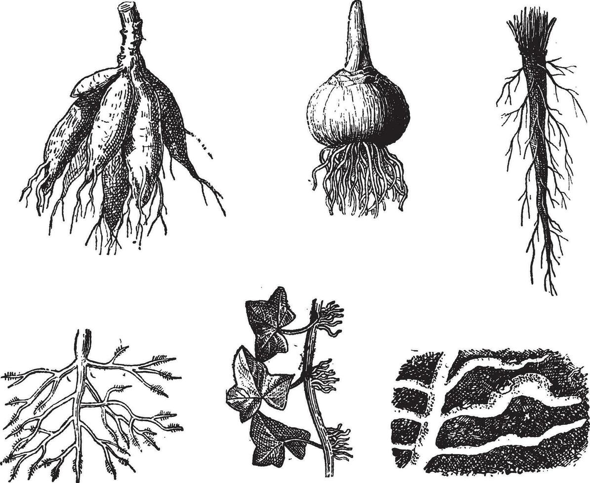 diferente etapas de dalia raíces Clásico grabado vector