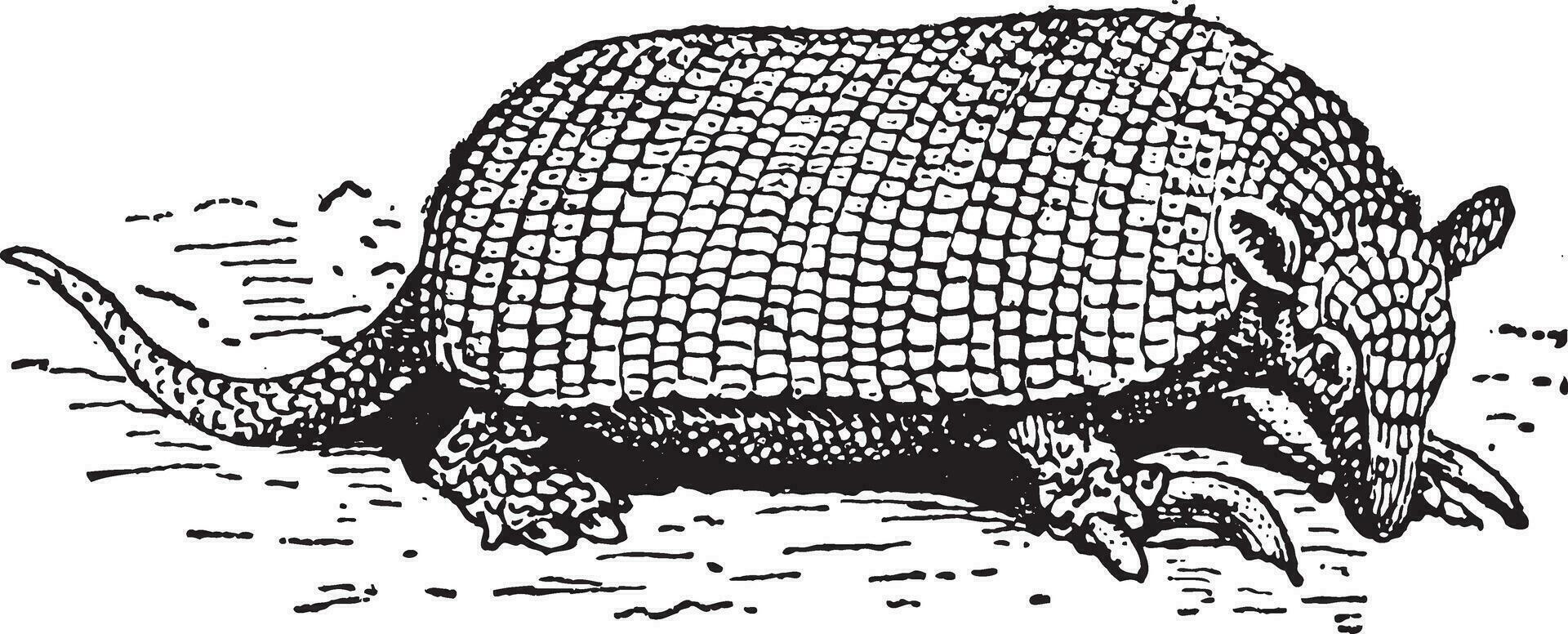 Giant armadillo or Priodontes maximus vintage engraving vector