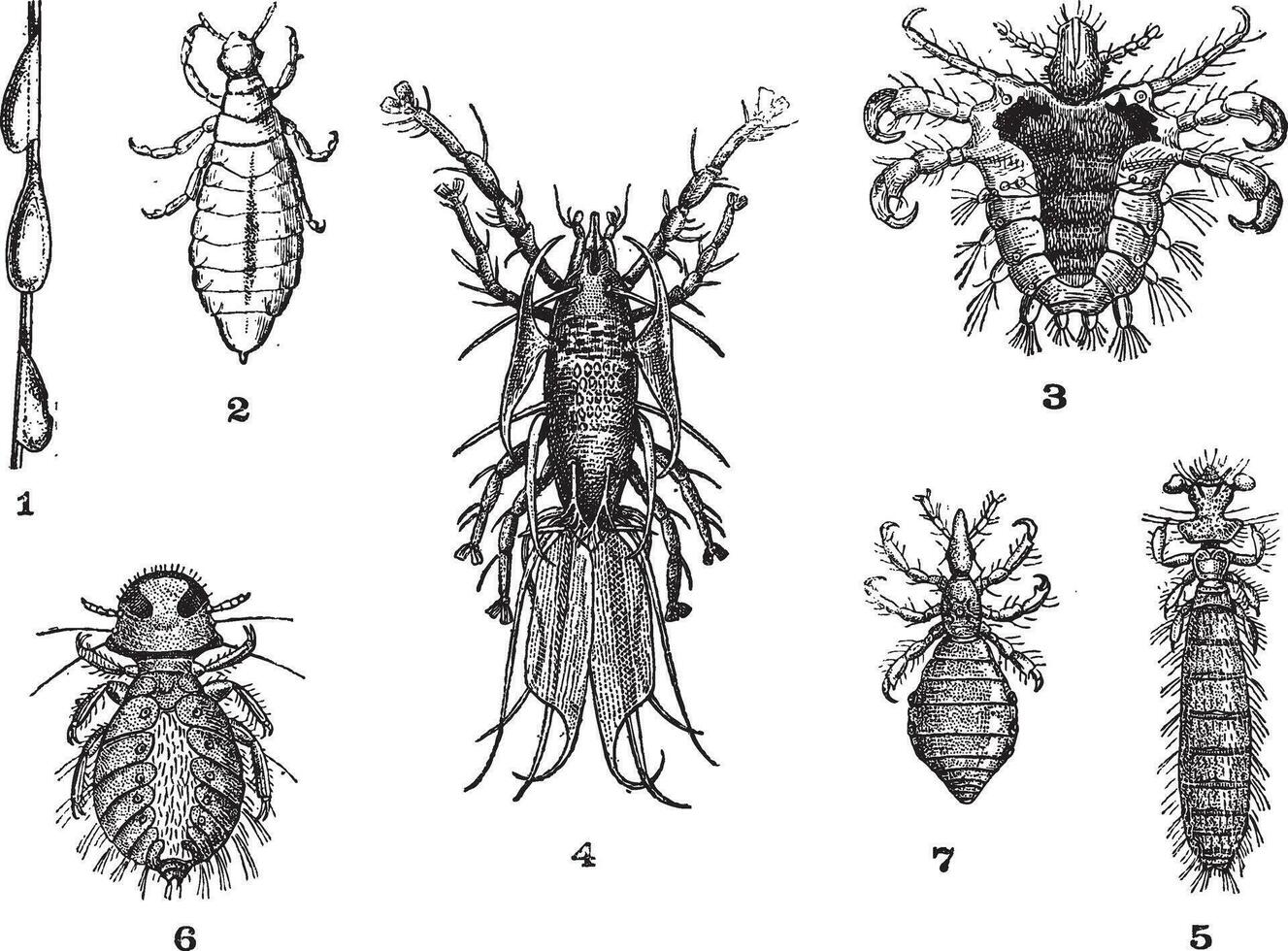 Lice, 1. Pou slow magnification of 12 diam.. 2. Pou Rights magnification of 12 diam. 3. Pubic lice magnified 15 diam.. 4. Pou's hornbill magnification of 15 diam. 5. Louse guinea pig magnification of 10 diam. 6. Pou partridge magnification of 1 vector