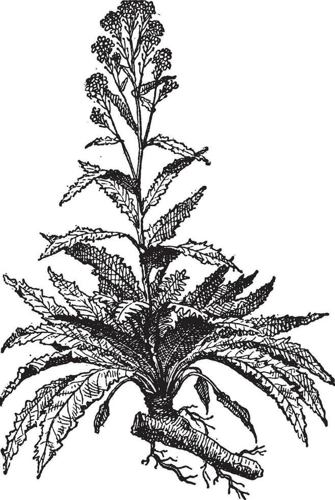 Horseradish or Armoracia rusticana vintage engraving vector