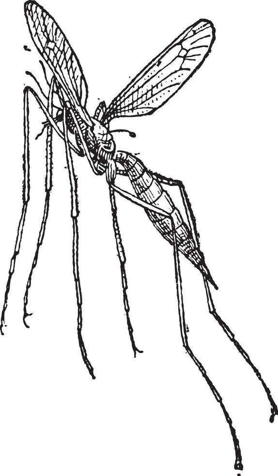 Crane fly or mosquito hawk, vintage engraving. vector