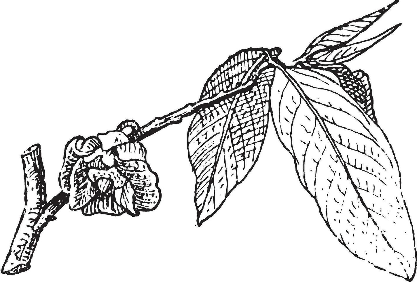 común papaya o asimina triloba, Clásico grabado vector