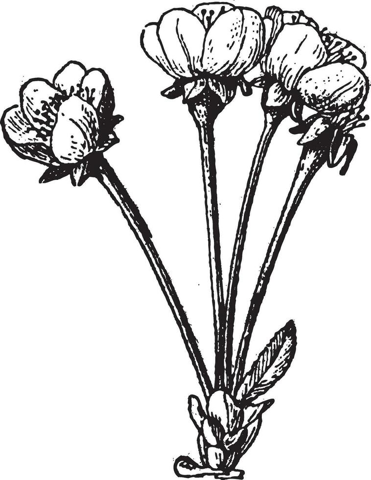prunus cerasus o agrio Cereza Clásico grabado vector