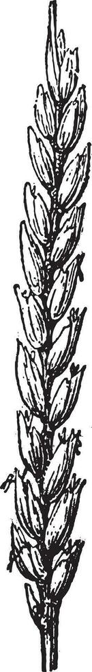 Common wheat or Triticum aestivum vintage engraving vector