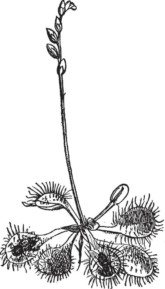 Insectivorous Sundew Drosera rotundifolia, vintage engraving. vector