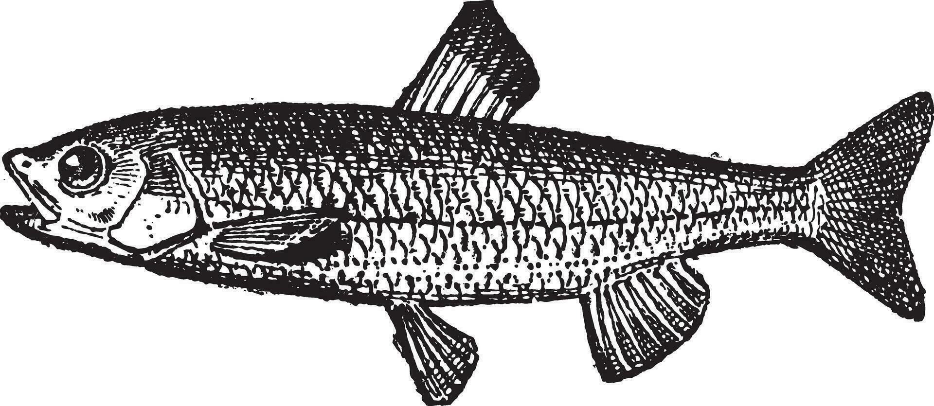 Trout, vintage engraving vector