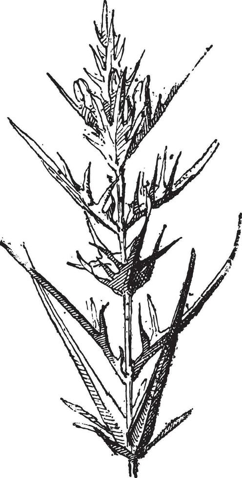 trigo de vaca o melampyrum sp., Clásico grabado vector