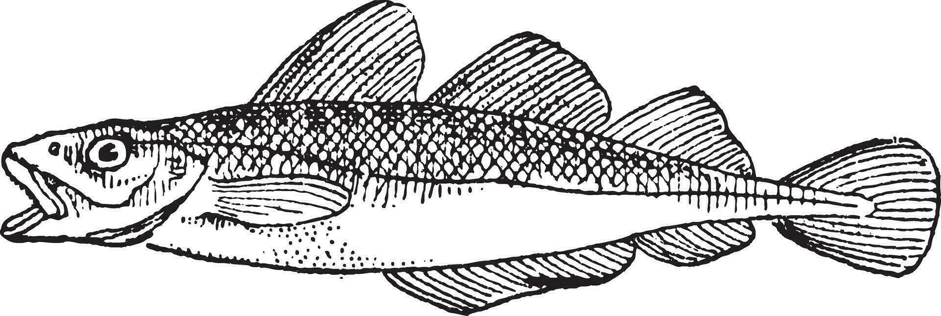 Cod, vintage engraving vector