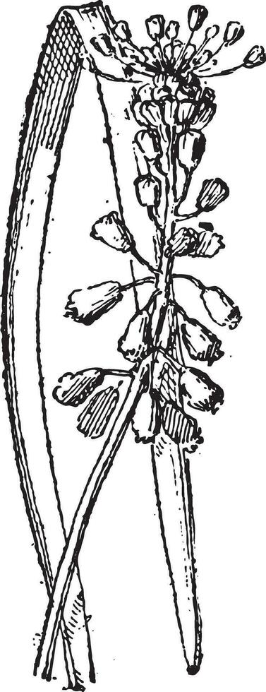 uva jacinto o muscari sp., Clásico grabado vector