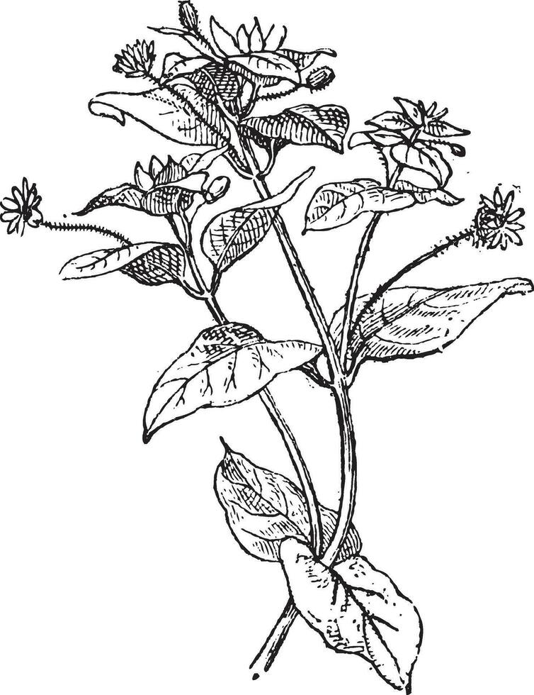 pamplina o cerastium sp., Clásico grabado vector
