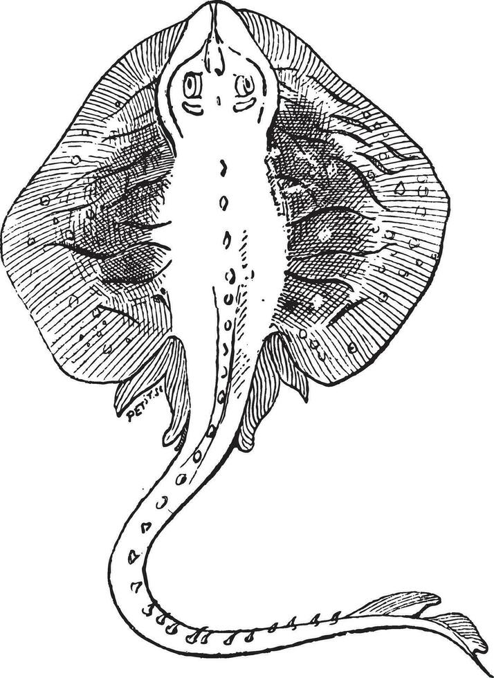 Fins, of a Stingray or Myliobatoidei, vintage engraving vector