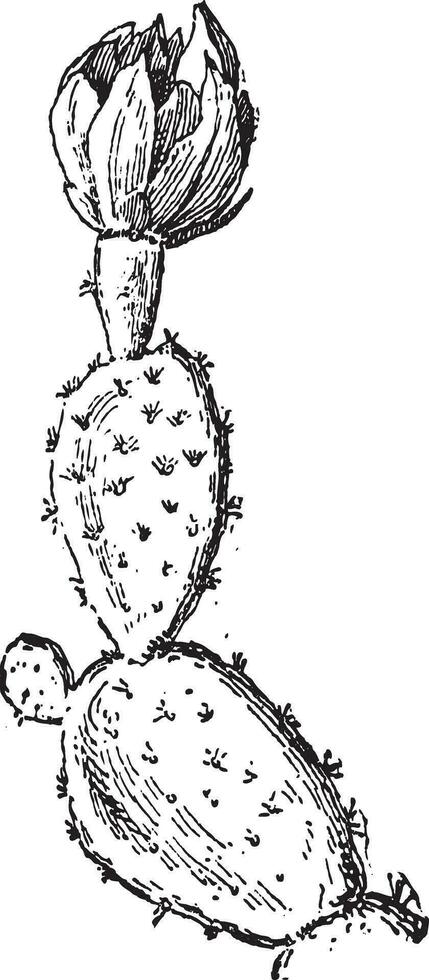 espinoso Pera o Opuntia ficus indica, Clásico grabado vector