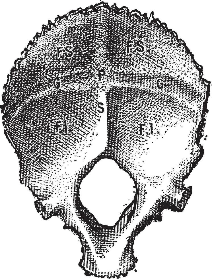 Occipital Bone, Human, vintage engraving vector