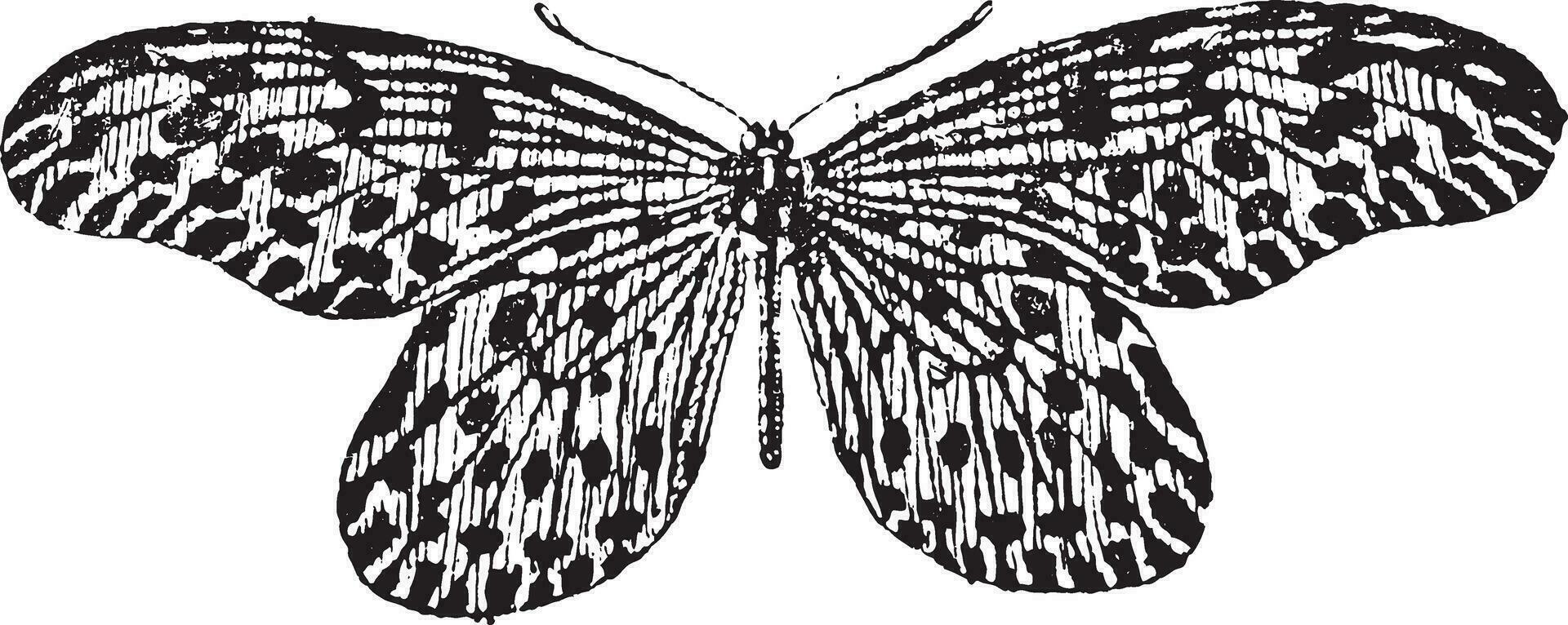 Tree-nymph or Idea lynceus vintage engraving vector