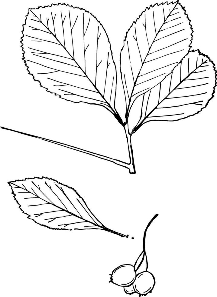 género crataegus, l. ilustración vintage de espina. vector