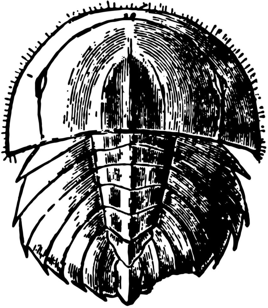 Horseshoe Crab Young, vintage illustration vector