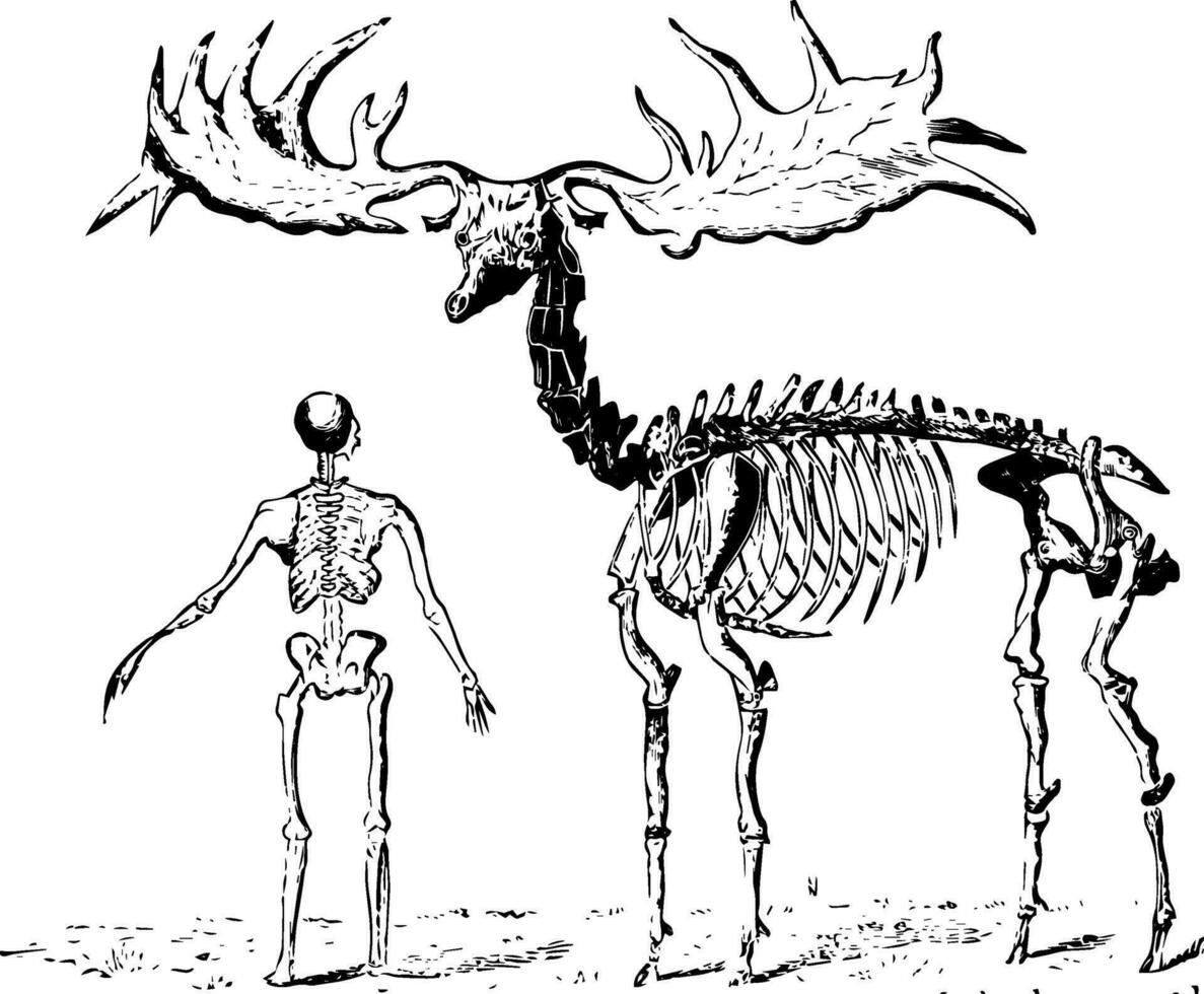 Extinct Giant Elk, vintage illustration vector