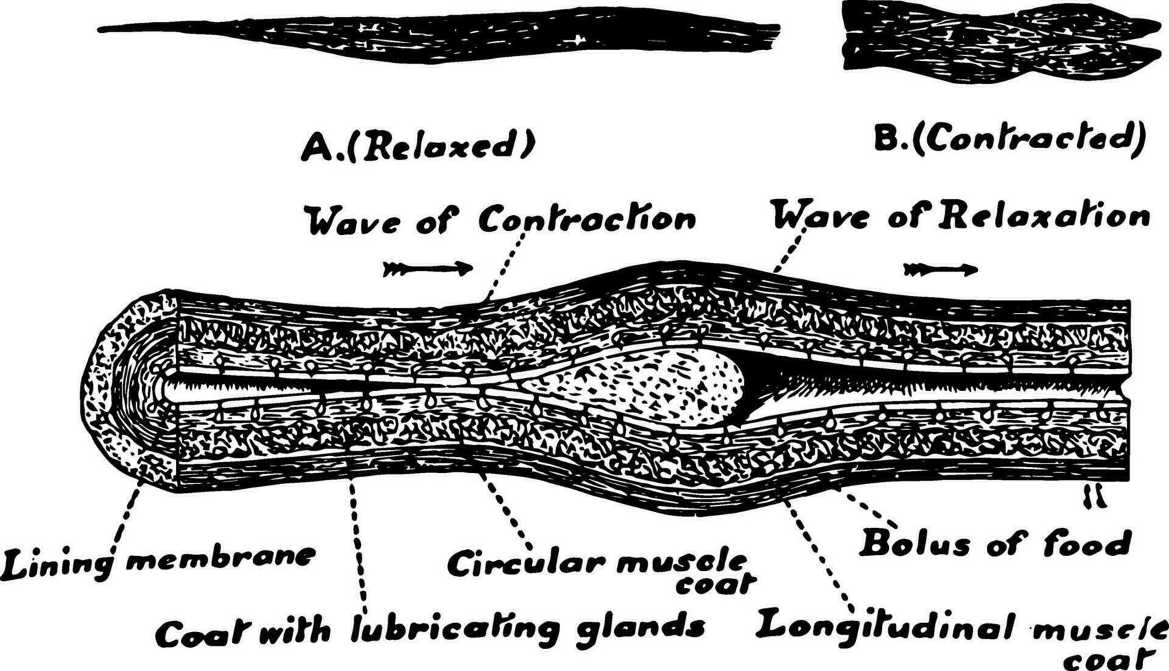 Human Esophagus, vintage illustration vector