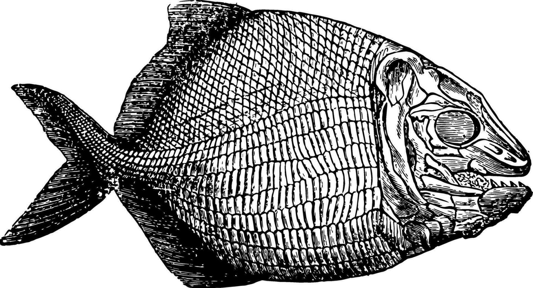 pescado fósil, Clásico ilustración. vector