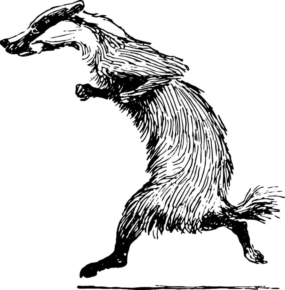 Reynard the Fox Grimbard Running, vintage illustration vector