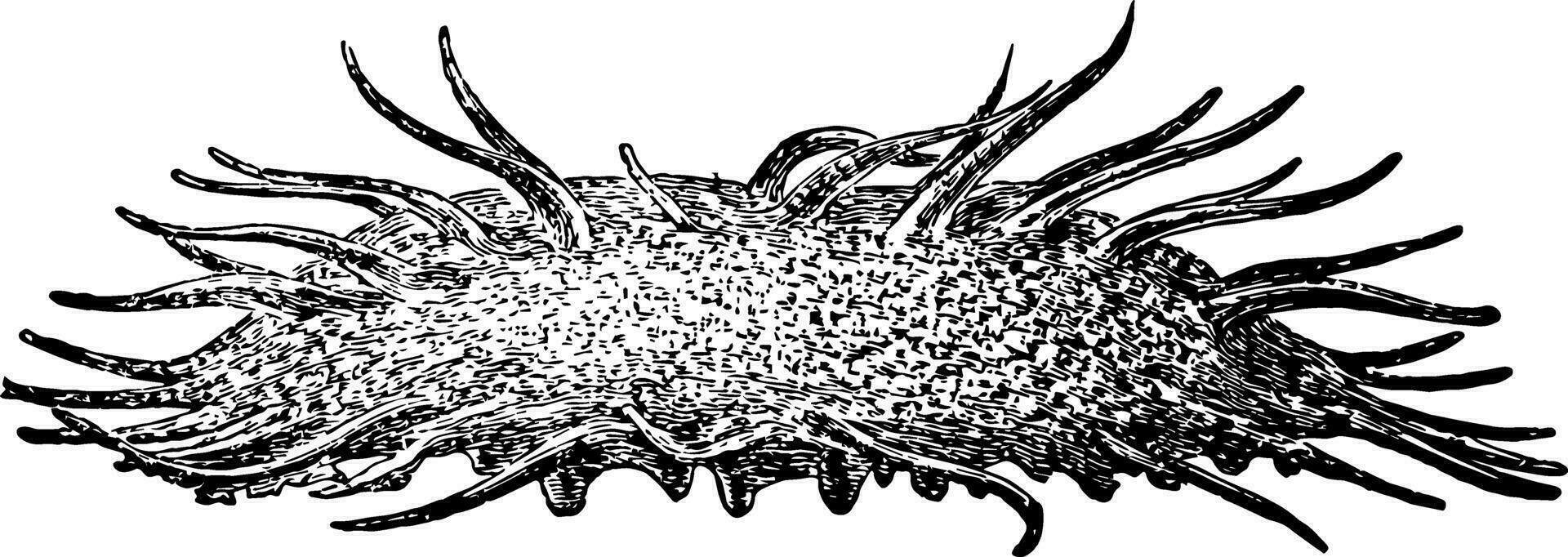 oneirofanta mutabilis, Clásico ilustración vector
