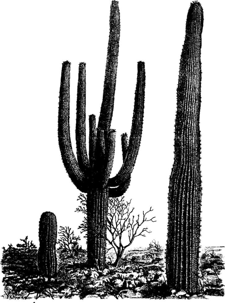 gigante cactus cereus giganteus. Clásico ilustración. vector
