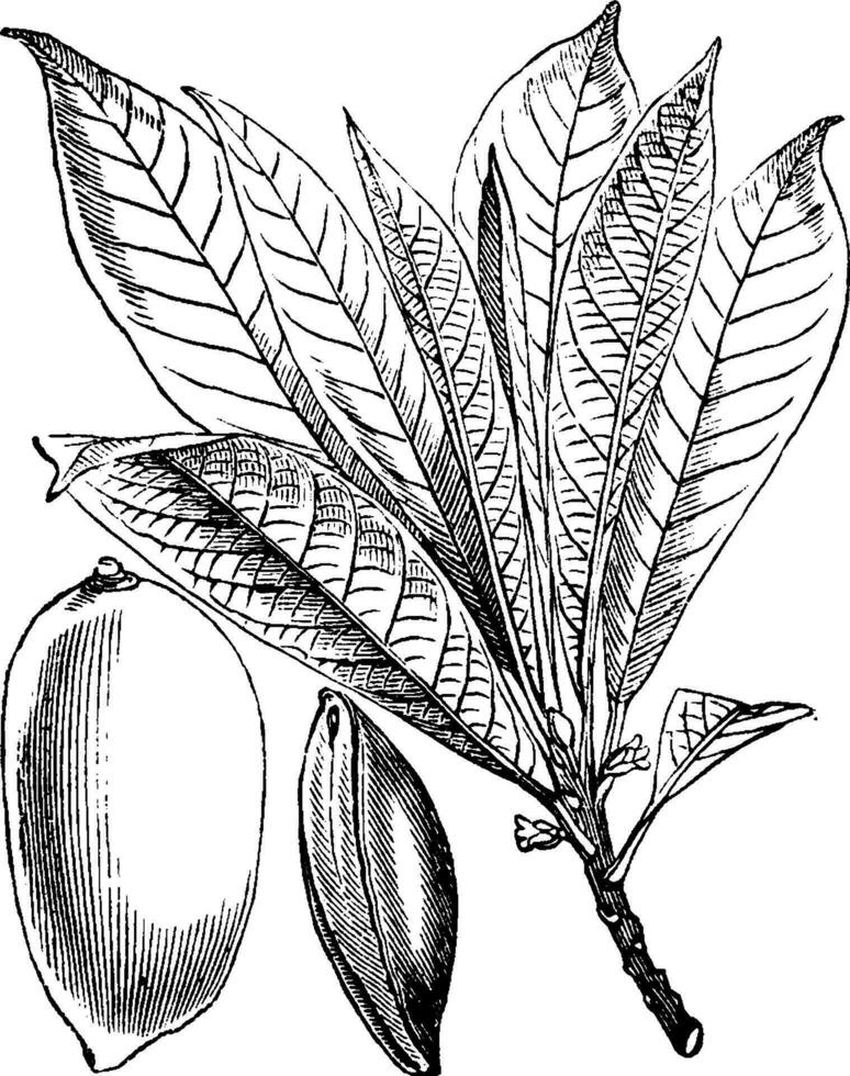 Mamey Sapote Branch  Fruit vintage illustration. vector