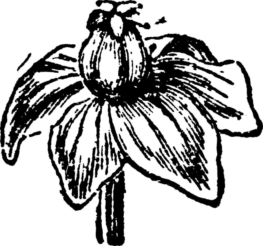 anamirta cocculus flor hembra vintage ilustración. vector