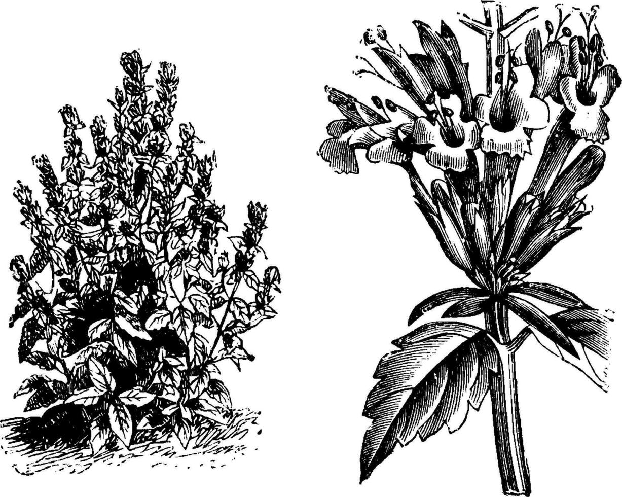 Habit and Single Whorl of Flowers of Cedronella Mexicana Gardoquia Betonicoides vintage illustration. vector