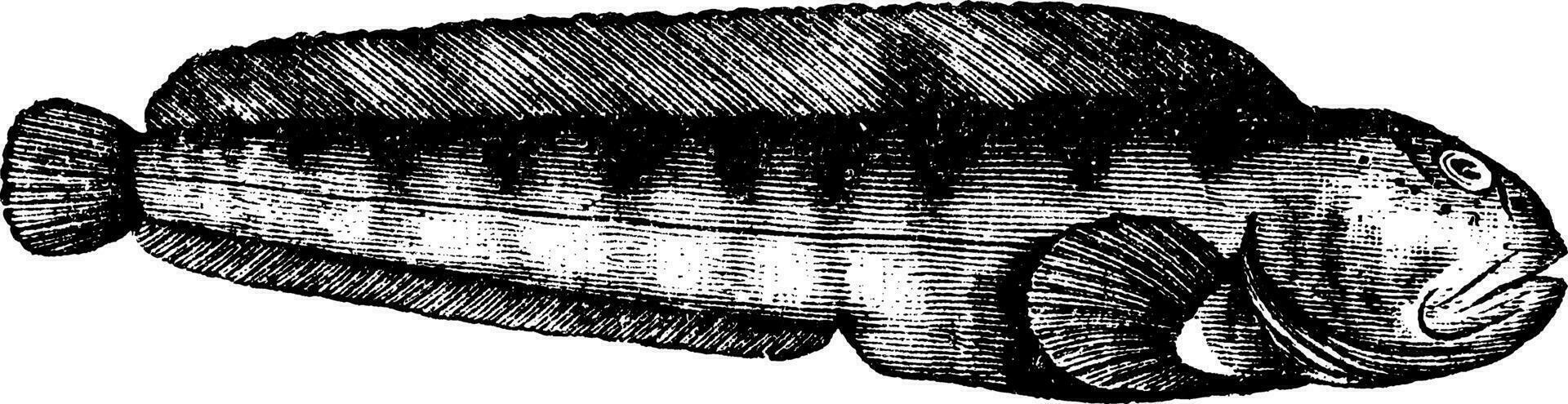 Seawolf, Atlantic wolffish or catfish or anarrhichas vomerinus or minor old engraving. vector