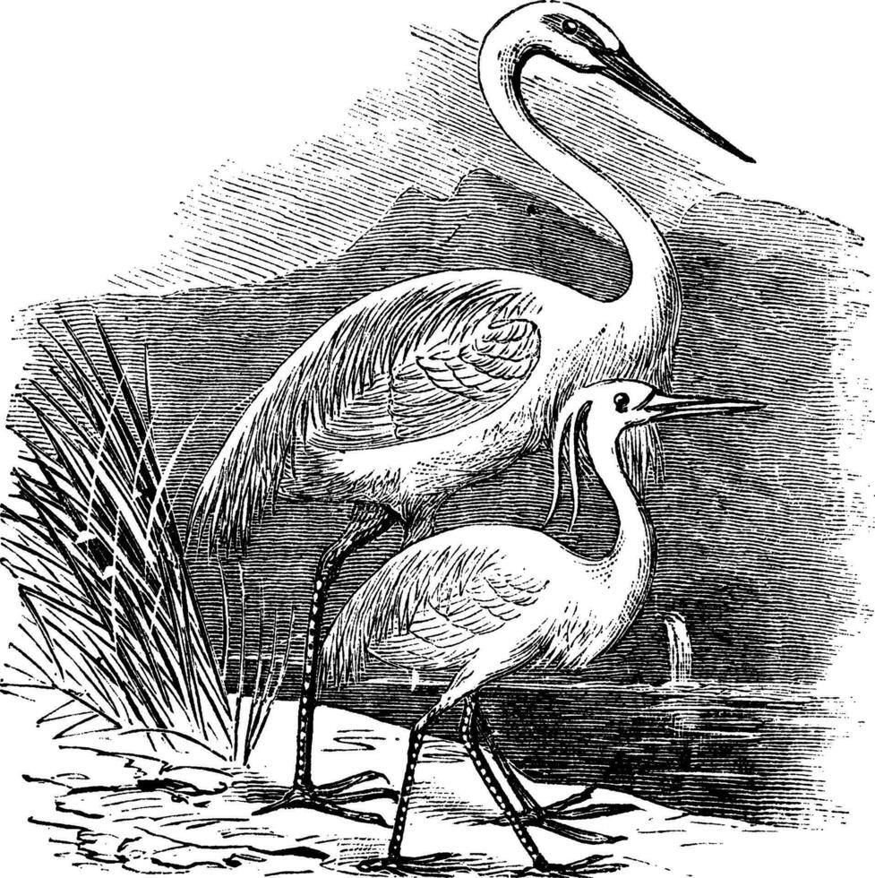 Engraving of a Great Egret ardea alba and Little Egret ardea garzetta vector