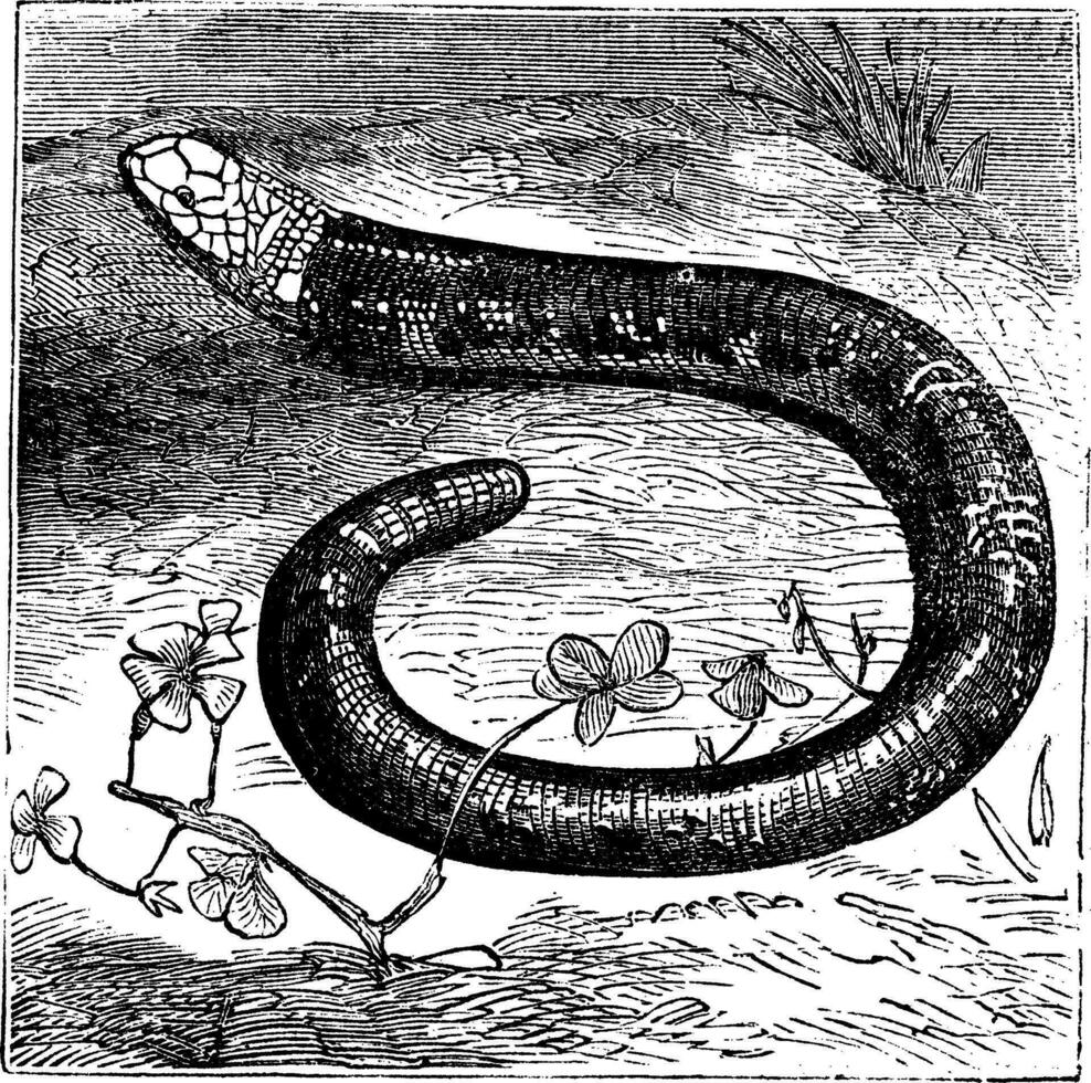 Amphisbaena fuliginosa, black-and-white worm lizard or speckled worm lizard vintage engraving. vector