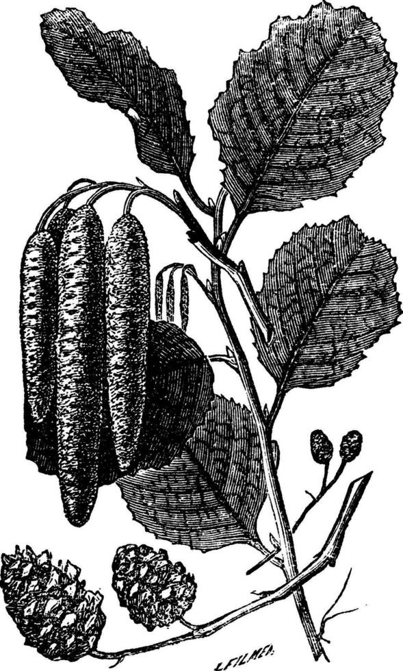 Alder or Alnus vintage engraving vector