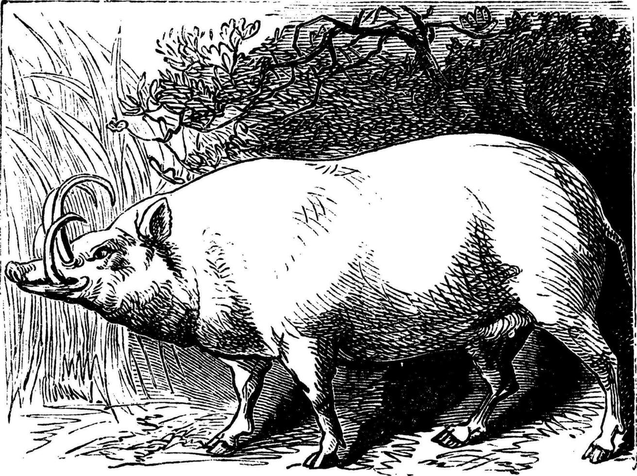 The Babirusa or Pig-deer. Vintage engraving. vector