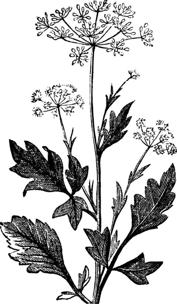 anís o pimpinella anisum Clásico grabado vector