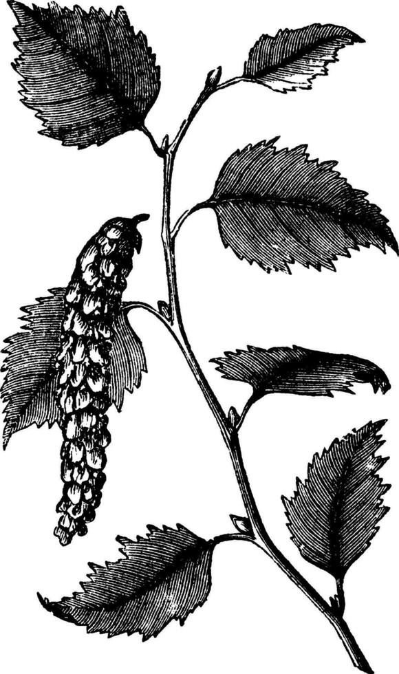 Betula papyrifera or Paper Birch, leaves, vintage engraving. vector