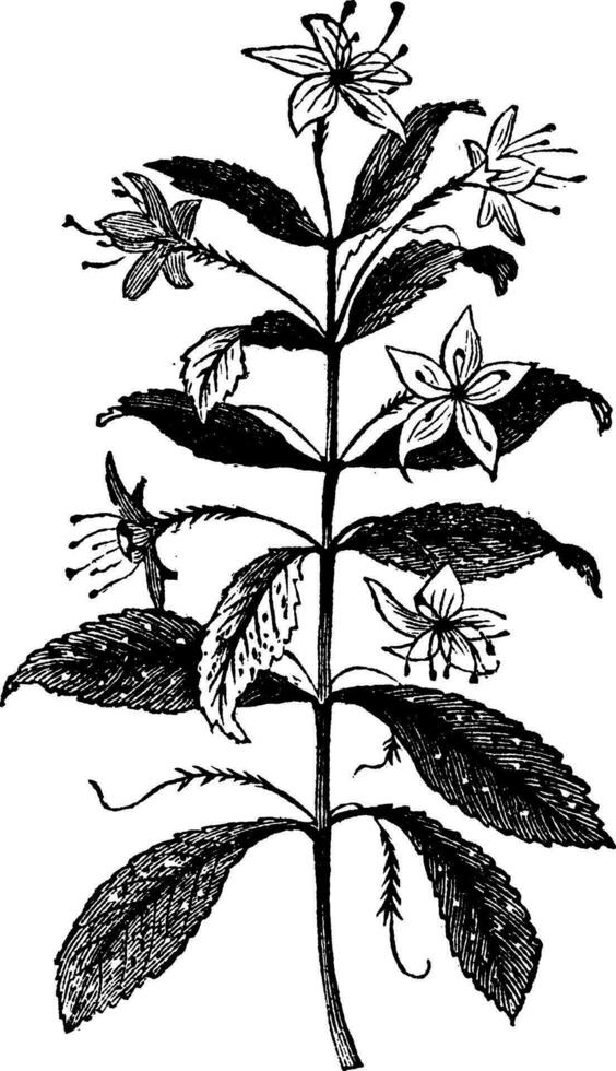 agatosma crenulata o barosma crenulata, planta, hojas, Clásico grabado. vector