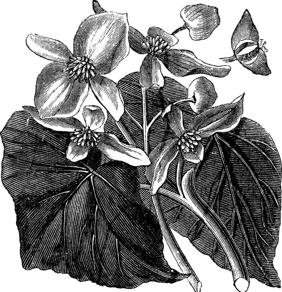 Begonia or Begoniaceae flower, vintage engraving. vector