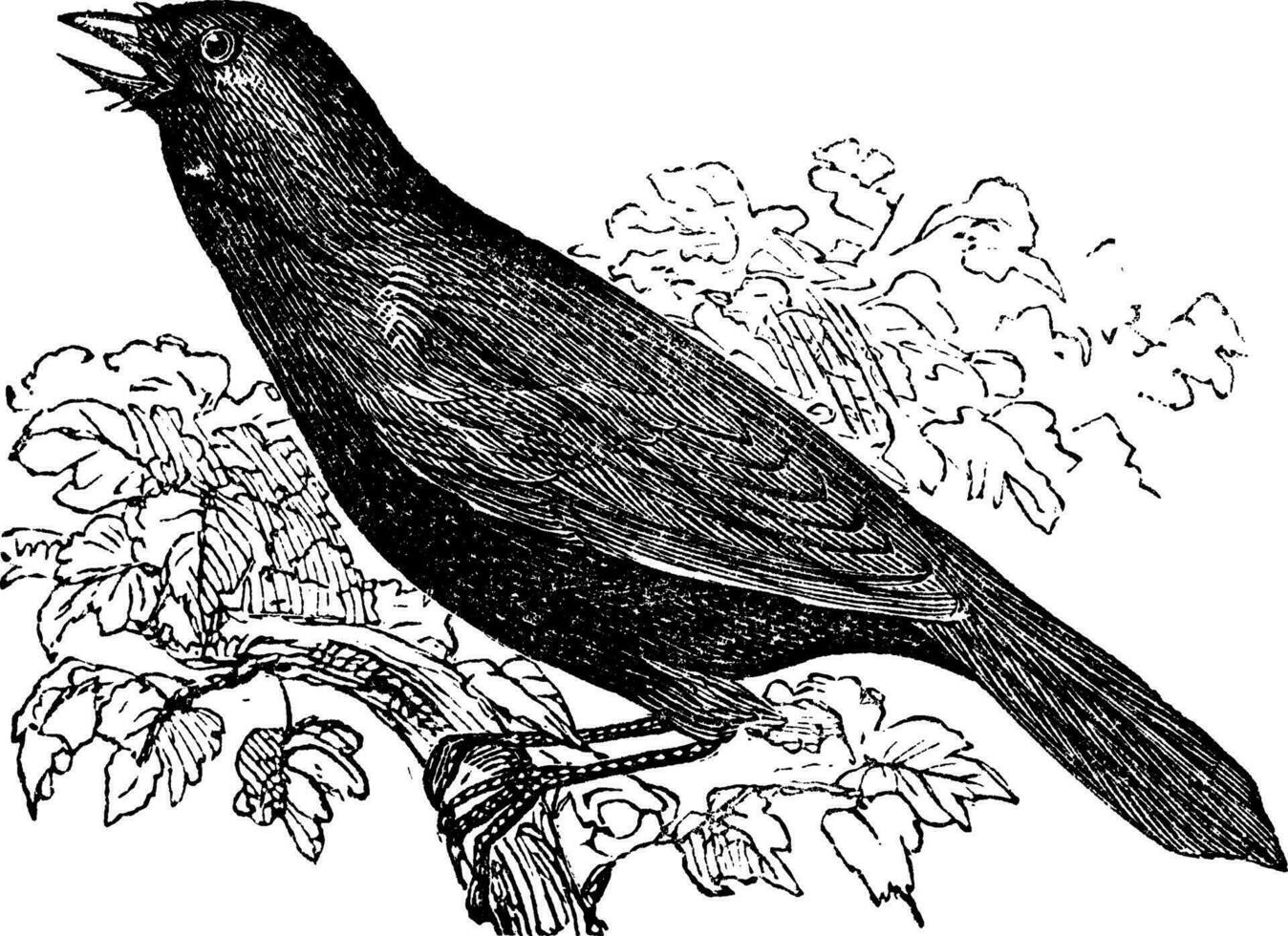 gigante cowbird o molothrus orizívoro, pájaro, Clásico grabado. vector