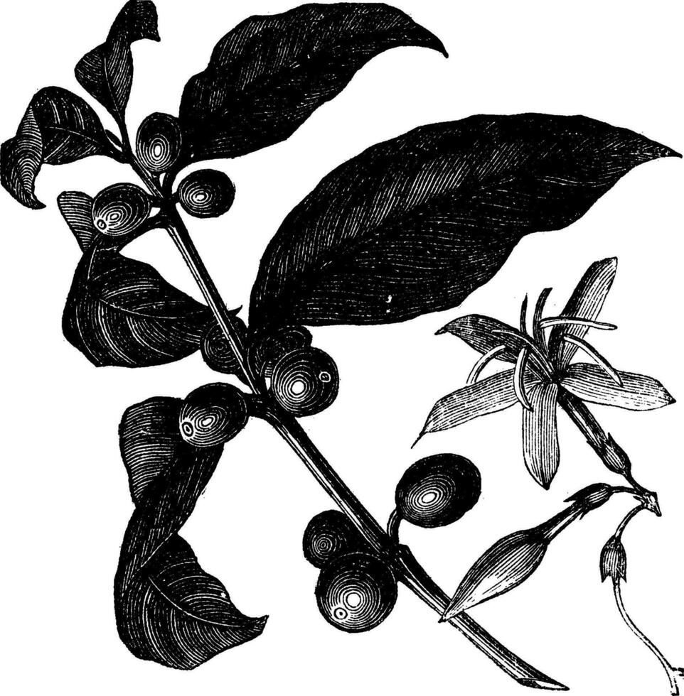 café, o café arbusto y frutas, Clásico grabado. vector