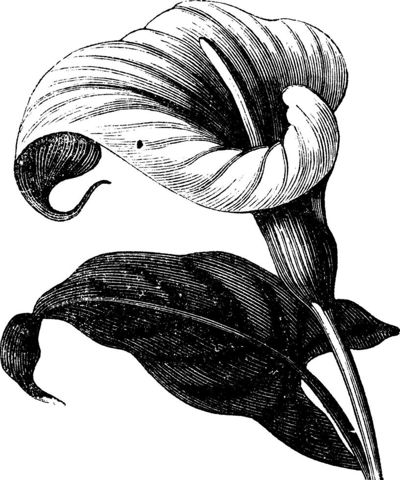 Zantedeschia aethiopica or Richardia Africana, flower, vintage engraving. vector
